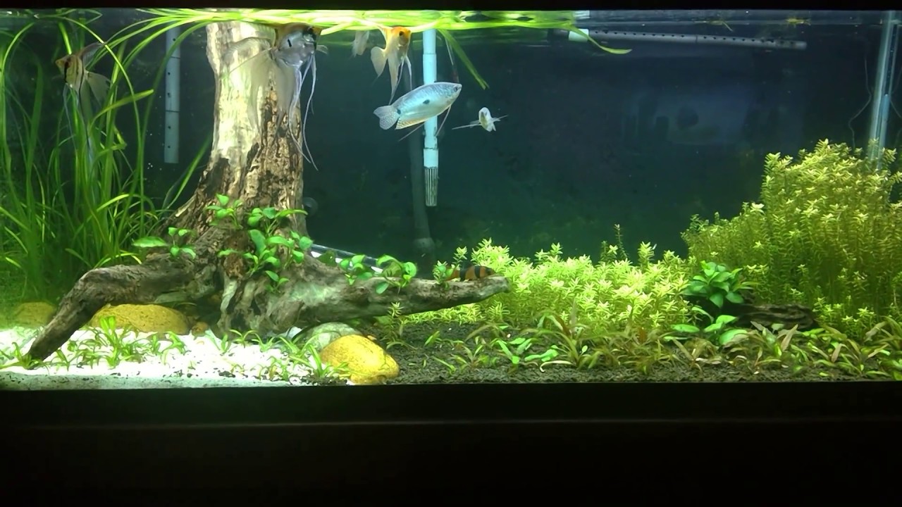 How Many Angelfish In A 75 Gallon Tank My 75 gallon Angelfish community tank - YouTube