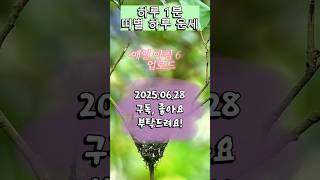하루 1분, 띠별 운세 (2025.06.28) #하루운세 #띠별운세 #쥐띠 #소띠 #호랑이띠 #토끼띠 #용띠 #뱀띠 #말띠 #양띠 #원숭이띠 #닭띠 #개띠 #돼지띠