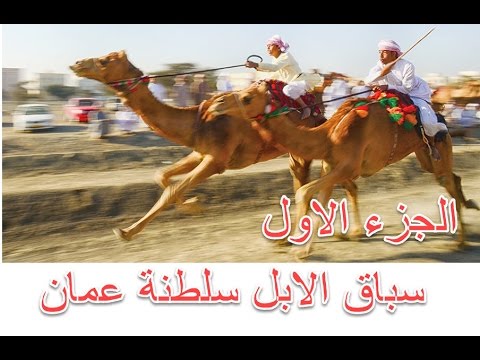 سباق الإبل بسلطنة عمان أقوى سباق 2016 أسرع الابل في الخليج