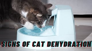 Recognizing and Responding to Cat Dehydration