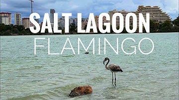 “Las Salinas de Calpe" is a salt lagoon in Calipa, where you can see flamingoes and other birds