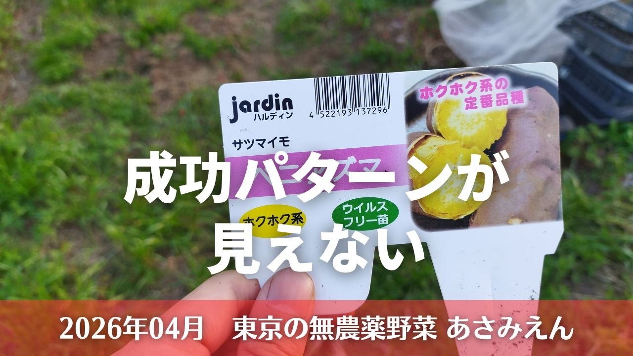さつまいもの苗が採れたらいいなぁ 2026年4月21日 - YouTube