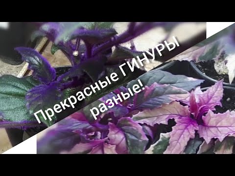 ГИНУРА плетеносная(Gynura sarmentosa). Выращивание, размножение, применение.