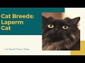 La perm Slides - Cat Breeds の動画、YouTube動画。