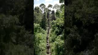US Military Jungle Operation | Elite Soldiers in Action 2025