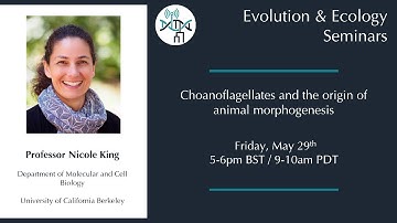 [Nicole King] Choanoflagellates and the origin of animal morphogenesis