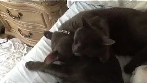 Video 7608381: love russian blue, cat litter, loves grooming