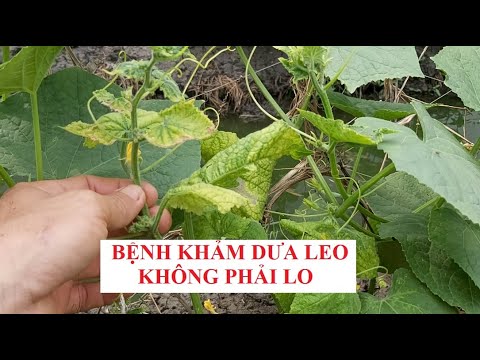 Video: Bệnhhại trên dưa chuột - làm thế nào để cứu cây trồng?