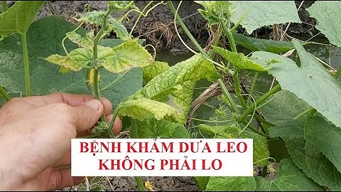 Trồng dưa leo #Phòng bệnh khảm trên dưa leo #cucumber plant growing