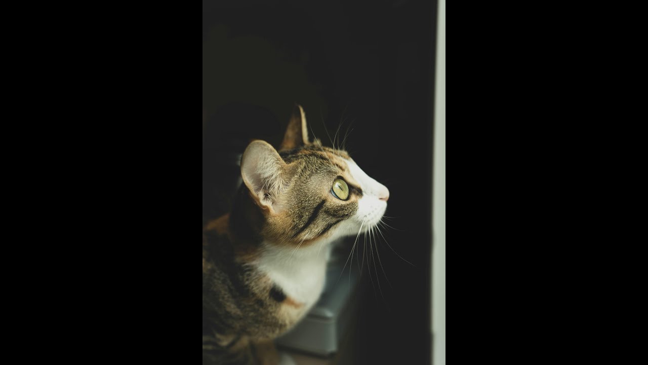 Unlocking Your Cat's Secret Superpowers! 🐾✨