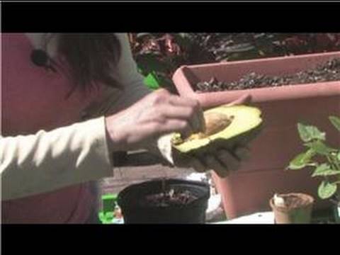 Vegetable Gardening : How to Grow Avocado Trees From Seeds