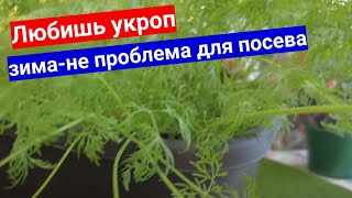 Тянет На Укроп Зимой? Как Вырастить Дома На Подоконнике Супер - Шик Урожай!