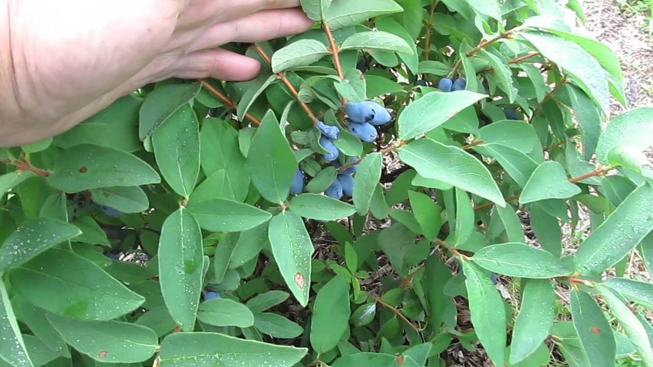 HASKAP or Blue Honeysuckle Berries YouTube