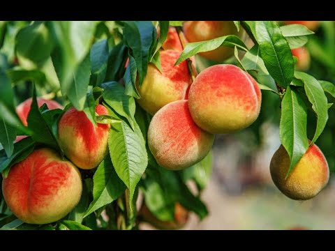 Вопрос: Почему в Беларуси очень плохо растут персики?