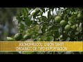 Asohofrucol: Limon Tahiti organico de tipo exportacion - TvAgro por Juan Gonzalo Angel Restrepo