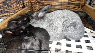 How to Choose Your First Breeding Pair in Your Rabbit Breeding Program
