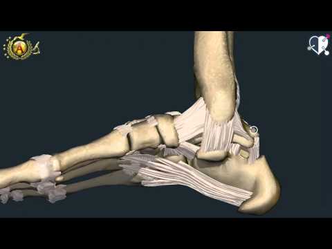 Video: Anatomia, Funzione E Diagramma Del Retinaculo Peroneale Superiore - Body Maps