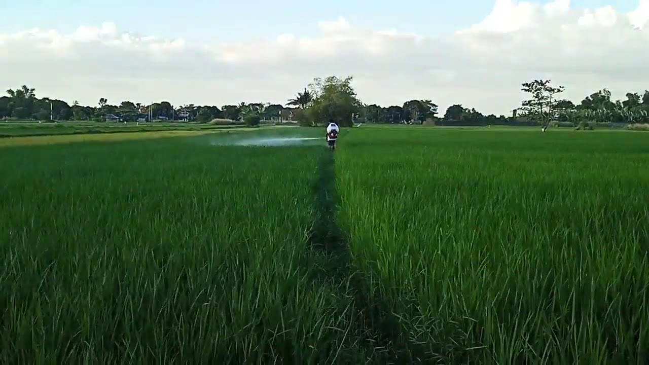 Knapsack Power Sprayer In Rice