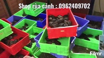 Xả nốt vài nghìn con rùa cho , rùa common, rùa xanh, rùa musk, rùa mata, rùa lưỡi dao, rùa cổ rắn..