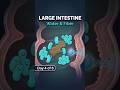 Gut Microbiome How Bacteria Digest What You Can't (with fiber as the key substrate)