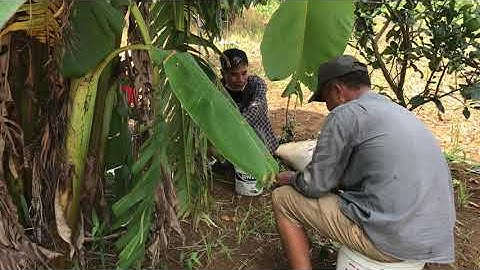 Ghép Cải Tạo Bưởi Ruby Vườn Lớn/Thang bom vlog