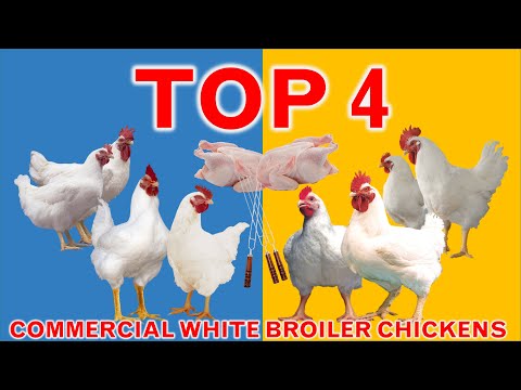 Top 4 Most Efficient and Popular Commercial Broiler Chicken Strains | 45 Days | Broiler Strains