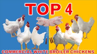 Top 4 Most Efficient and Popular Commercial Broiler Chicken Strains | 45 Days | Broiler Strains