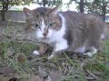 13 夏の公園・猫と散歩