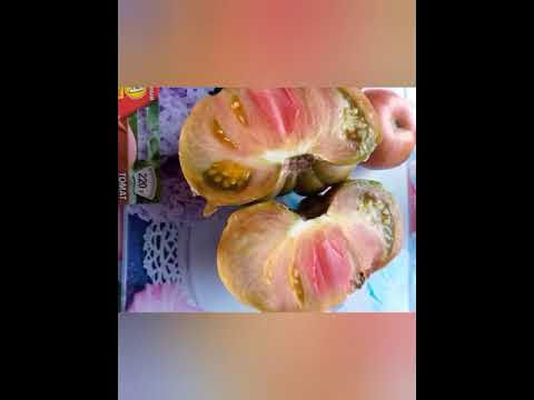 томат Дикий Тимьян - YouTube