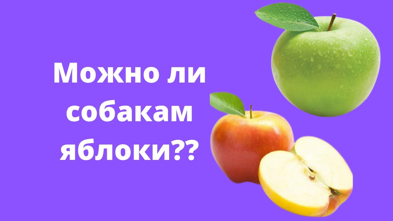 Можно собакам яблоки свежие. Можно ли давать Шпицу яблоки. Можно ли шпицам яблоко. Можно ли шпицам есть яблоко.