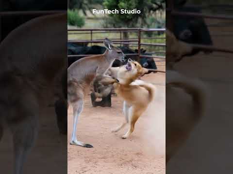😱🔥Kangaroo Vs Dingo