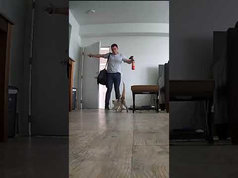 Security camera captures cat’s adorable reaction to owner coming home.