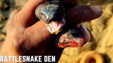 Rattlesnake Den and black snake in the same spot| Insane Fangs of Eastern Rattlesnake| Snakes world