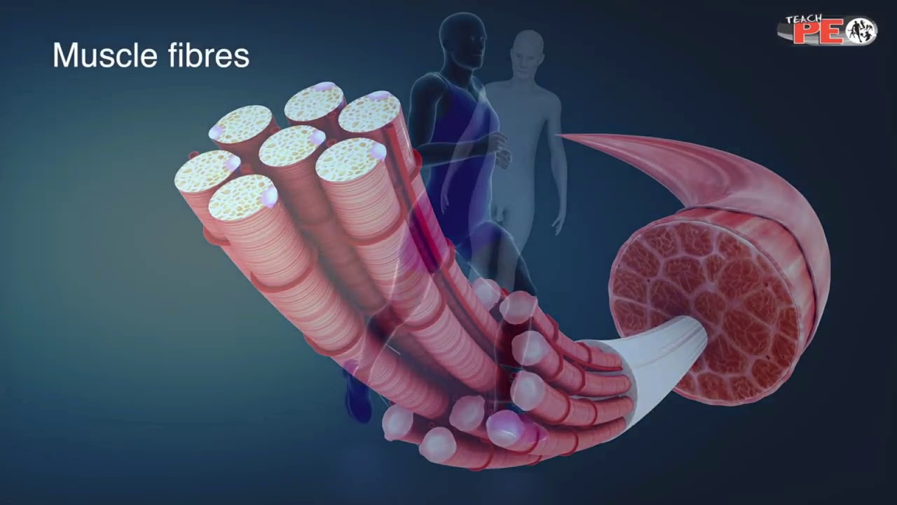 Contracción del Músculo Esquelético Fisiología Médica