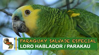 Paraguay Salvaje Especial: Loro hablador o Amazona aestiva