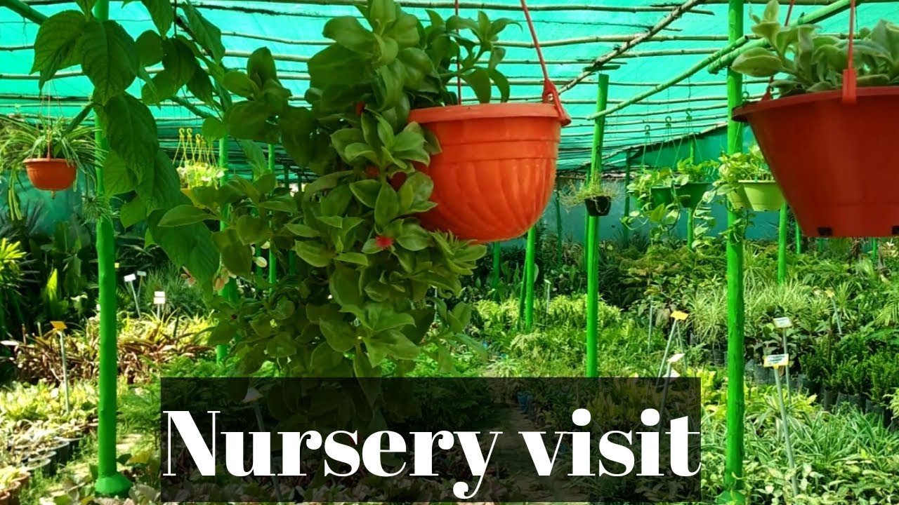 Nursery visit of jabalpur. YouTube
