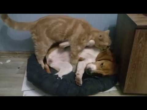 кот сосет собаку