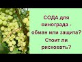 Правильные меры против серой гнили на винограде//Виноград, болезни, лечение и профилактика