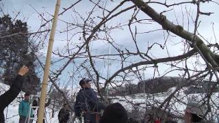 150116果樹研究会1409~JM2剪定戸谷氏