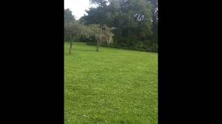 flying birds low ground lots really