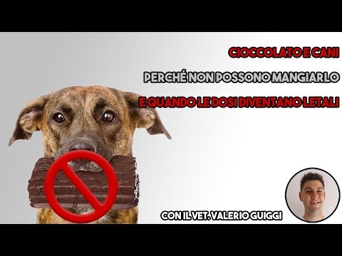 Quali sono i motivi per cui la cioccolata fa male al cane?