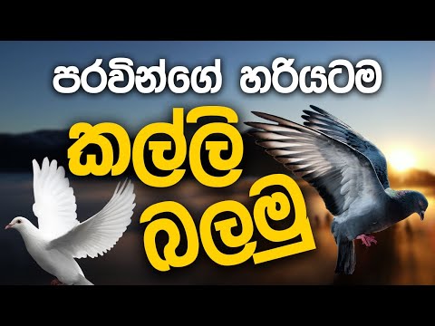 Ref:k8bFw2FF7lk නිවැරදිව පරවියන්ගේ කල්ලි බලමු #pigeon #paravi #pigeonvideo #indianpigeon #පරවියන් #sinhala