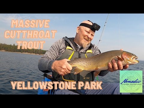 Fishing for Huge Cutthroat Trout in Yellowstone National Park