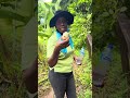Tet Paul Nature Trail St Lucia