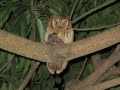 Corujinha-do-Mato  Tropical Screech Owl Megascops choliba Currucutú