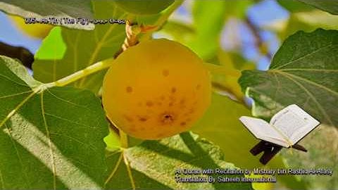 095. At-Tin (The Fig) سورة التين (Quran in Arabic and English)
