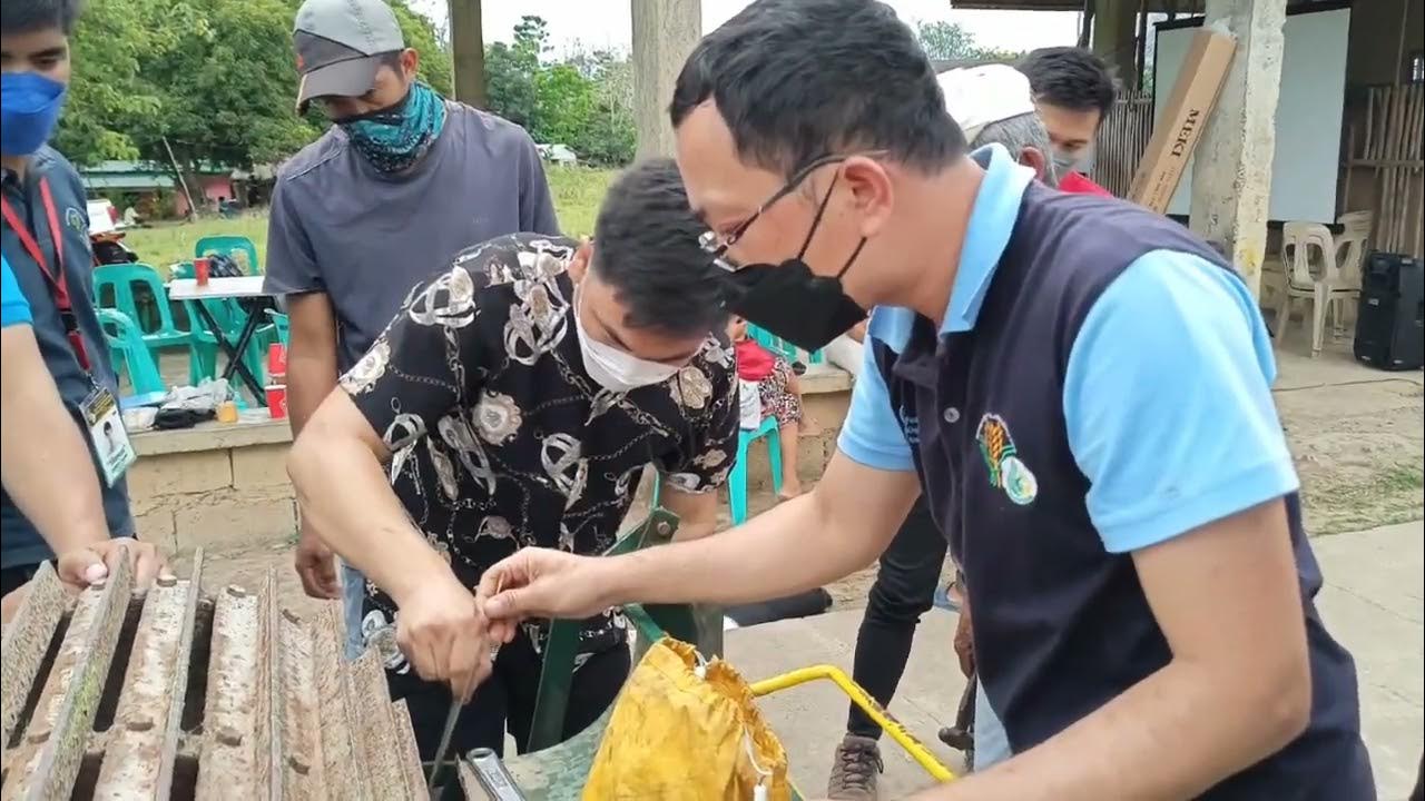Pineapple Fiber Extraction at Bagabag, Nueva Viscaya YouTube