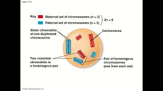 General Biology (College) - Chapter 13 - Meiosis and Sexual Life Cycles