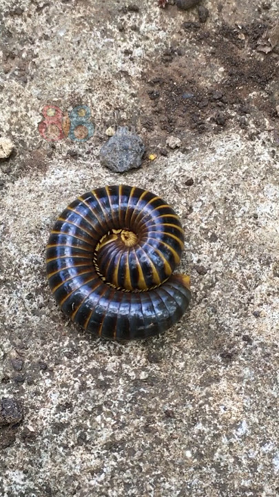 Beginilah cara Bumblebee Millipede melingkarkan tubuhnya😱 #shortvideo #alamserangga