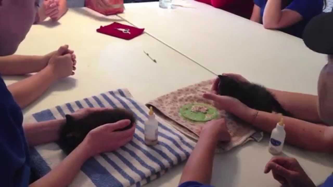 rescue dogs rock nyc Kitten Class With Jamie Interns and Foster Cat.